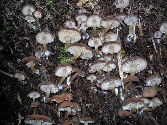 Clitocybe puberula
